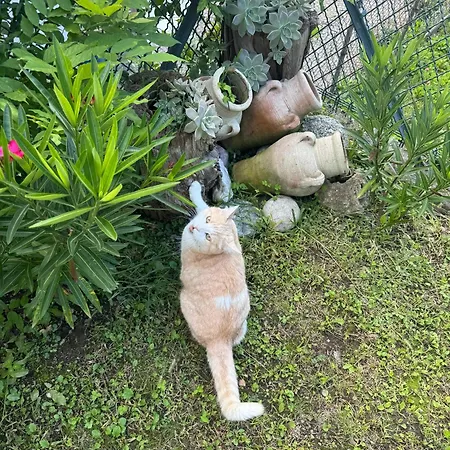 Casa L'oleandro Casa de Férias Poggiridenti